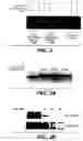 Fig. 03 - Enhanced secretion of a polypeptide by a microorganism
