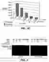 Fig. 04 - Enhanced secretion of a polypeptide by a microorganism