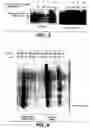Fig. 05 - Enhanced secretion of a polypeptide by a microorganism
