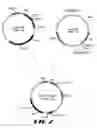 Fig. 03 - Methods for producing polypeptides in mutant cells