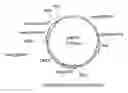 Fig. 01 - Flavobacterium heparinum expression system