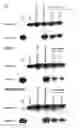 Fig. 06 - Methods for assaying gene imprinting and methylated cpg islands