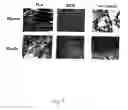Fig. 08 - Adipose-derived stem cells and lattices