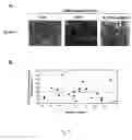 Fig. 10 - Adipose-derived stem cells and lattices