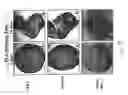Fig. 14 - Adipose-derived stem cells and lattices