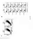 Fig. 25 - Adipose-derived stem cells and lattices