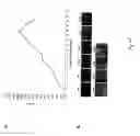 Fig. 27 - Adipose-derived stem cells and lattices