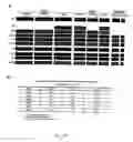 Fig. 29 - Adipose-derived stem cells and lattices