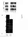 Fig. 30 - Adipose-derived stem cells and lattices