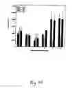 Fig. 32 - Adipose-derived stem cells and lattices
