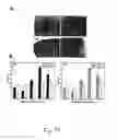 Fig. 34 - Adipose-derived stem cells and lattices