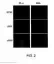 Fig. 03 - Adipose-derived stem cells and lattices