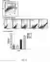 Fig. 04 - Adipose-derived stem cells and lattices