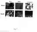Fig. 08 - Adipose-derived stem cells and lattices