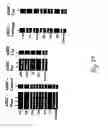 Fig. 41 - Adipose-derived stem cells and lattices
