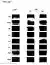 Fig. 63 - Adipose-derived stem cells and lattices