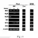 Fig. 65 - Adipose-derived stem cells and lattices