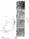 Fig. 69 - Adipose-derived stem cells and lattices