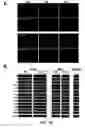 Fig. 72 - Adipose-derived stem cells and lattices