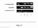 Fig. 85 - Adipose-derived stem cells and lattices