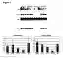 Fig. 04 - System for expanding and differentiating human embryonic stem cells