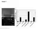 Fig. 05 - System for expanding and differentiating human embryonic stem cells