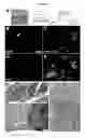 Fig. 05 - Culturing and differentiating neural precursor cells