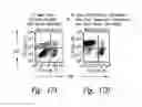 Fig. 19 - Activation and expansion of cells