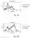 Fig. 28 - Activation and expansion of cells