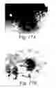 Fig. 16 - Methods and compositions for the treatment of infection