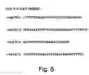 Fig. 08 - Vascular endothelial growth factor-x