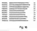 Fig. 37 - Vascular endothelial growth factor-x