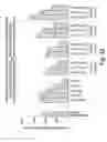 Fig. 64 - Vascular endothelial growth factor-x