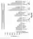 Fig. 65 - Vascular endothelial growth factor-x