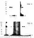 Fig. 02 - Viral protein binding compositions and methods