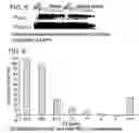 Fig. 05 - Viral protein binding compositions and methods