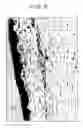 Fig. 08 - Compound B as an angiogenic agent in combination with human growth factors