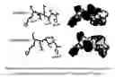 Fig. 07 - p21 peptides