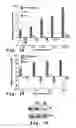 Fig. 02 - Compound and method for treating androgen-independent prostate cancer