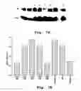 Fig. 08 - Compound and method for treating androgen-independent prostate cancer