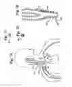 Fig. 08 - Baroreflex activation for pain control, sedation and sleep