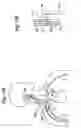 Fig. 20 - Baroreflex activation for pain control, sedation and sleep
