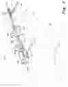 Fig. 03 - Acromioclavicular joint prosthesis