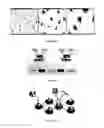 Fig. 05 - Dynamic information extraction with self-organizing evidence construction