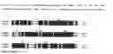 Fig. 14 - Monoclonal antibodies that bind Chemerin polypeptide