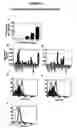 Fig. 30 - Monoclonal antibodies that bind Chemerin polypeptide