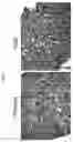 Fig. 11 - Eosinophil-deficient transgenic animals