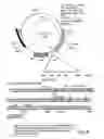 Fig. 07 - Isoforms of eIF-5A: senescence-induced eLF5A; wounding-induced eIF-4A; growth eIF-5A; and DHS