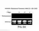 Fig. 59 - Isoforms of eIF-5A: senescence-induced eLF5A; wounding-induced eIF-4A; growth eIF-5A; and DHS