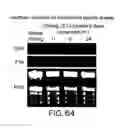 Fig. 67 - Isoforms of eIF-5A: senescence-induced eLF5A; wounding-induced eIF-4A; growth eIF-5A; and DHS